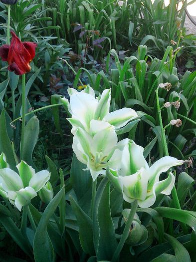 IMG_20130425_171741 - Zmabile Lalele Narcise