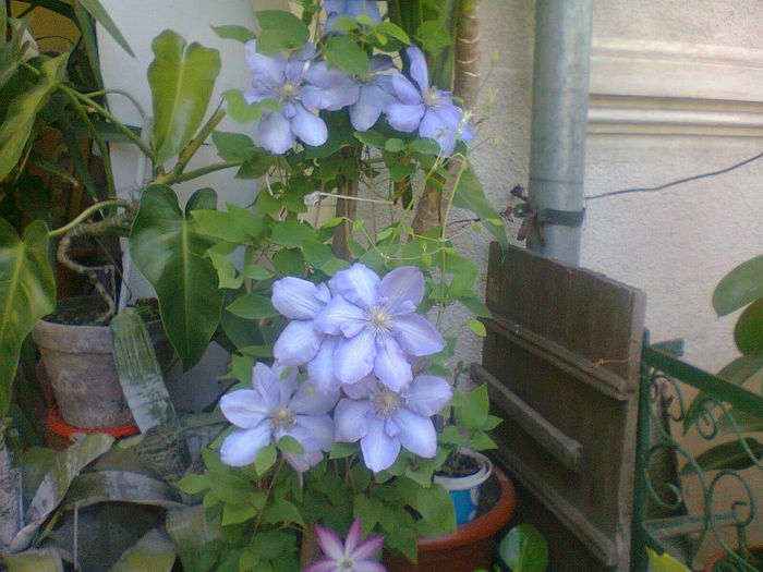 Fotografie0645 - Clematis