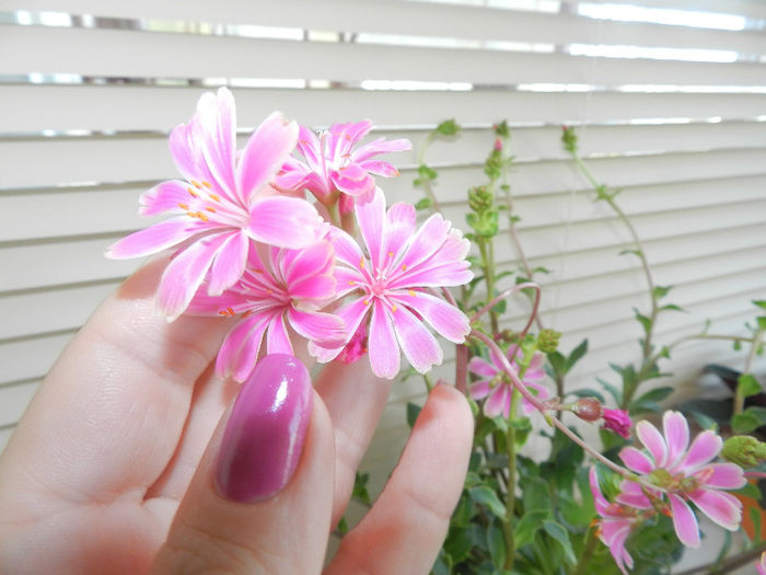 DSCN4493 - LEWISIA MOUNTAIN DREAMS