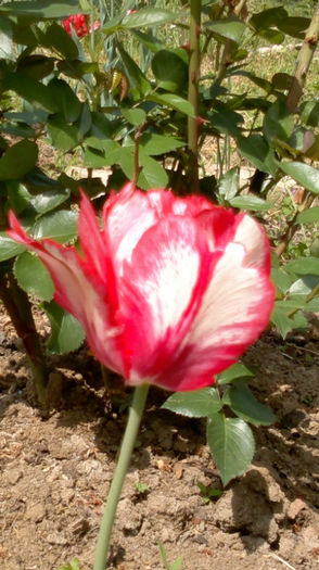 6.05.2013ultima - c -primavara 2013