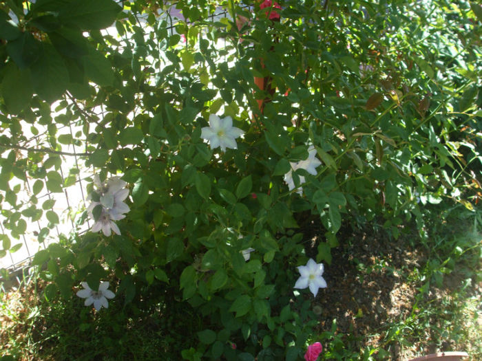 DSCF0810