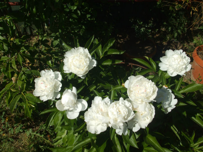 DSCF0824