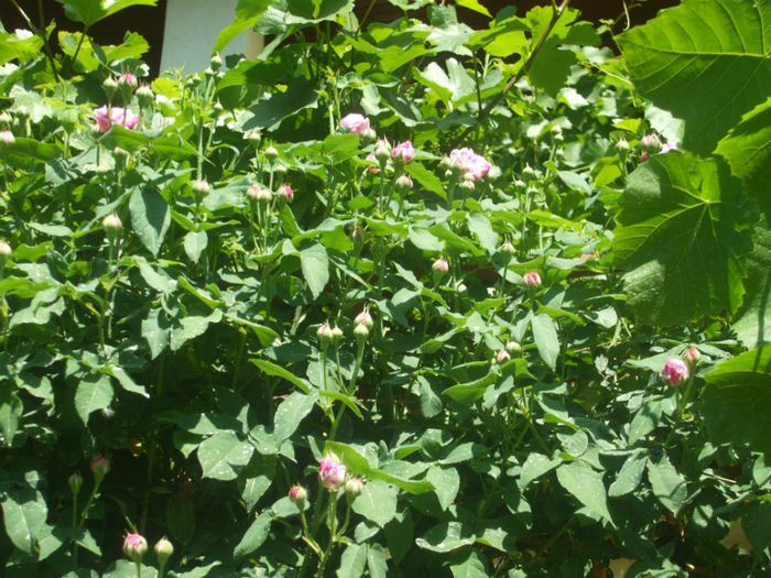 Variegata di Bologna