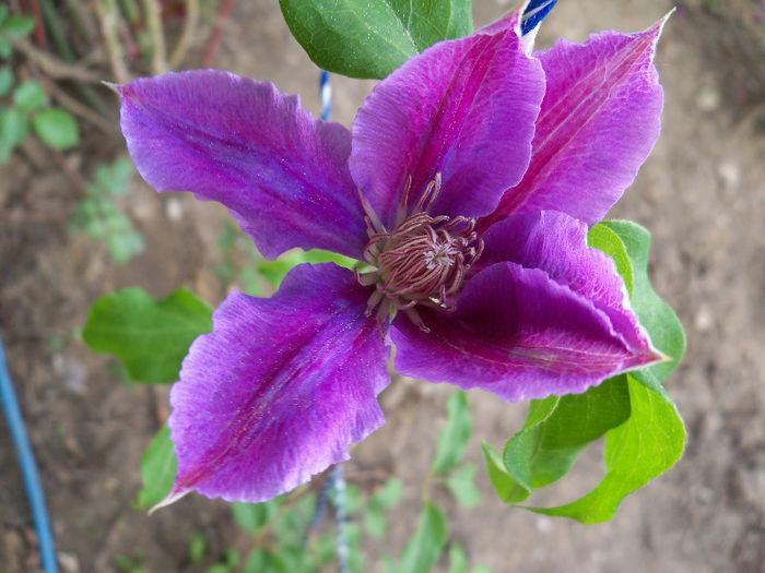 101_8495 - CLEMATIS 2013