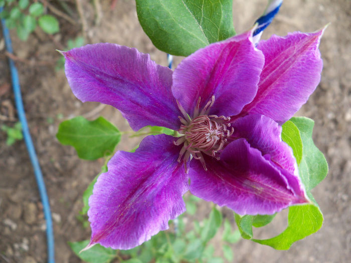 101_8496 - CLEMATIS 2013