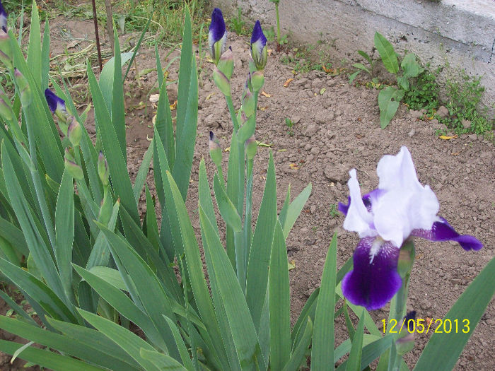 100_1913