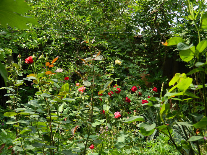 DSCN8774 - Trandafiri 2013