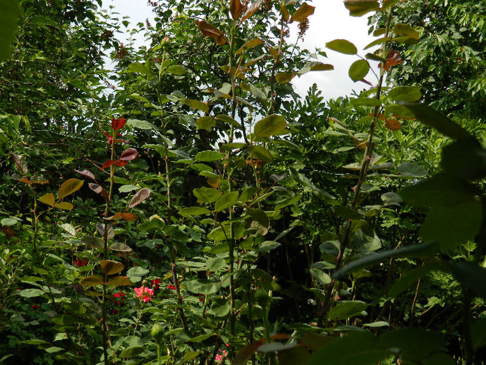 DSCN8775 - Trandafiri 2013