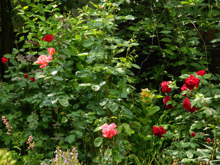 DSCN8795 - Trandafiri 2013