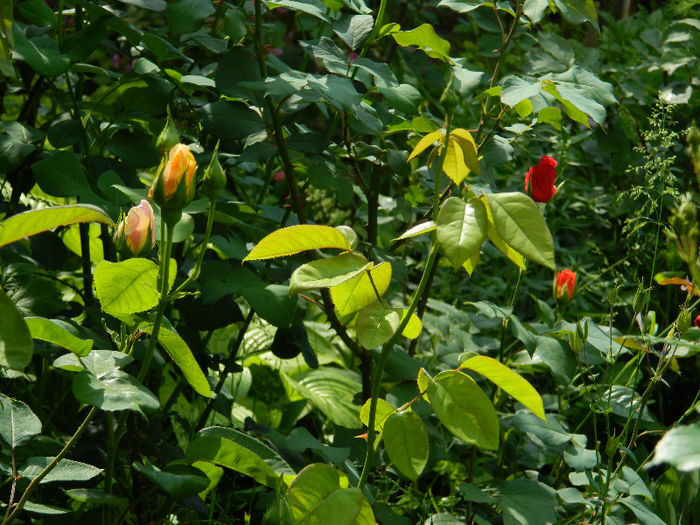 DSCN8798 - Trandafiri 2013