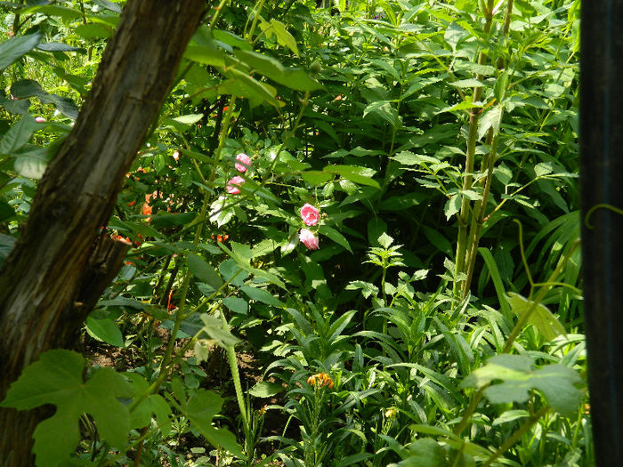 DSCN8804 - Trandafiri 2013