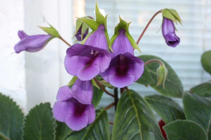 IMG_9279 - Flori mai