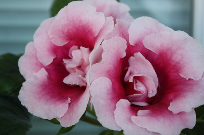 IMG_9280 - Flori mai