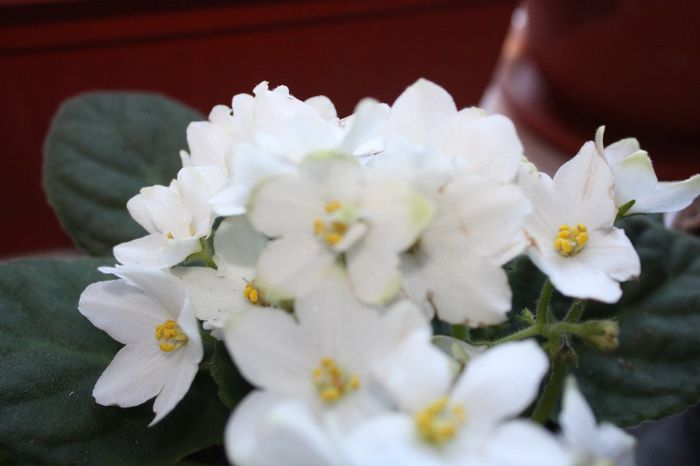 IMG_9282 - Flori mai