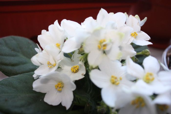 IMG_9283 - Flori mai