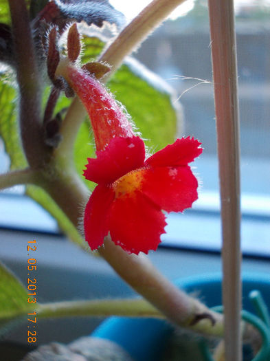 episcia ? - mai 2013