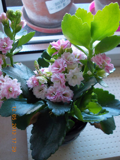12 mai 2013-flori 013 - mai 2013