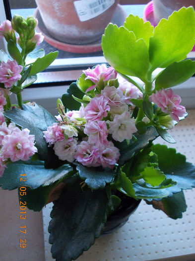 kalanchoe - mai 2013