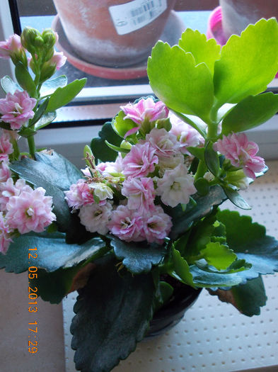 12 mai 2013-flori 015 - mai 2013