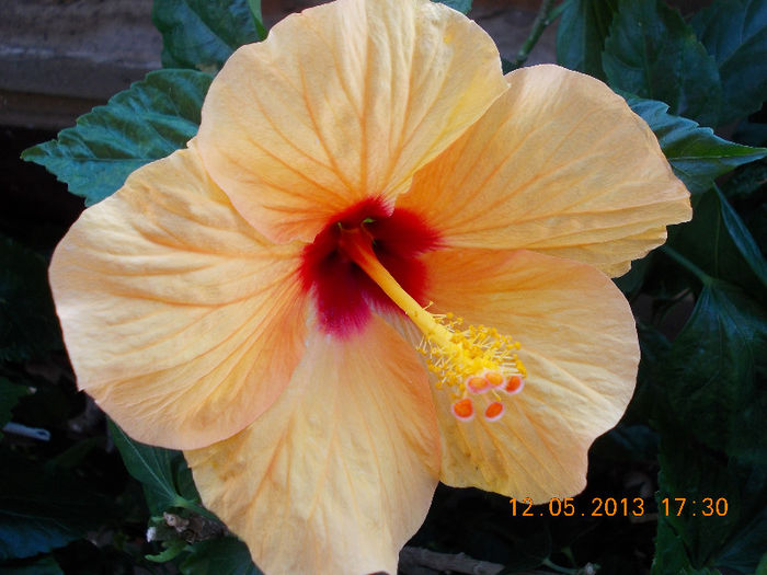 12 mai 2013-flori 019