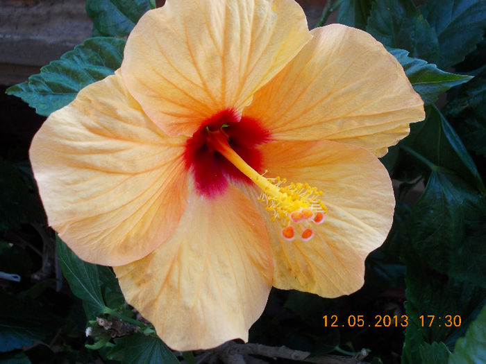 12 mai 2013-flori 021