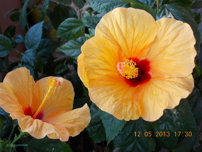 12 mai 2013-flori 024