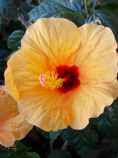 12 mai 2013-flori 028