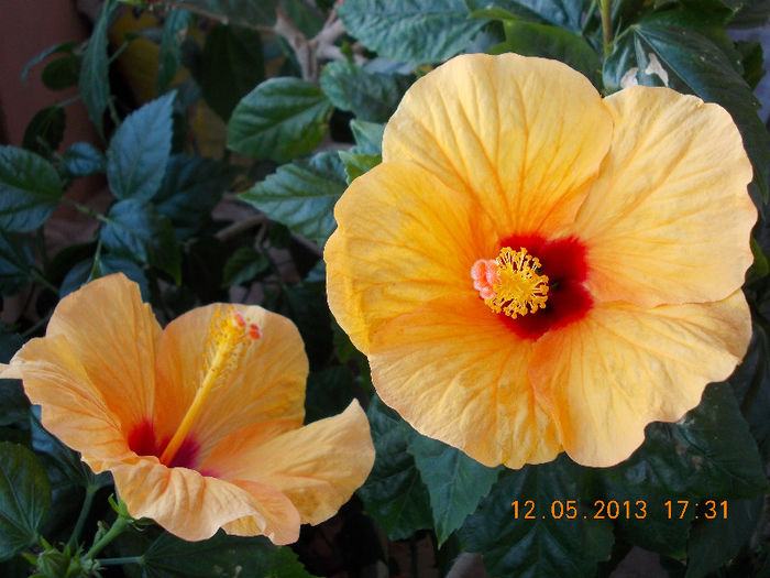 12 mai 2013-flori 029