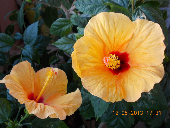 12 mai 2013-flori 031