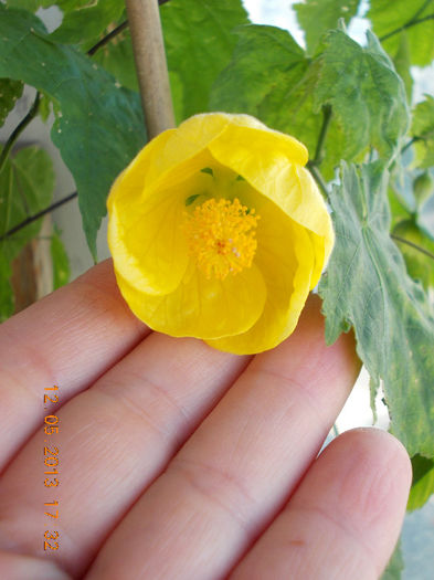 abutilon galben