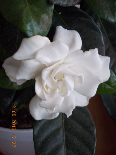 12 mai 2013-flori 001 - gardenia