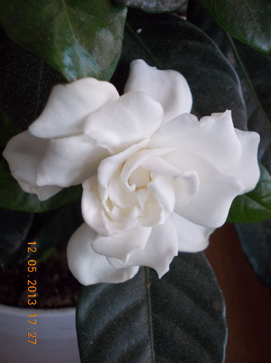 12 mai 2013-flori 003 - gardenia