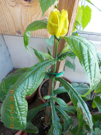 12 mai 2013-flori 042