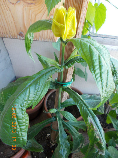 12 mai 2013-flori 043