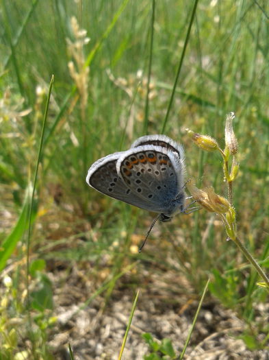 2013-05-12 11.01.12 - De prin natura