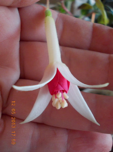 12 mai 2013-flori 054 - fuchsia