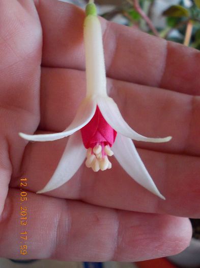 12 mai 2013-flori 056 - fuchsia