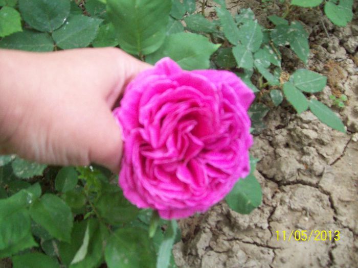 Madame de Sevigne - trandafiri 2013
