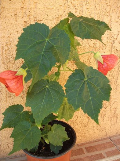 088 - Abutilon