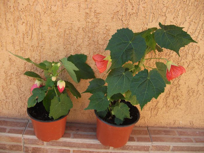 092 - Abutilon