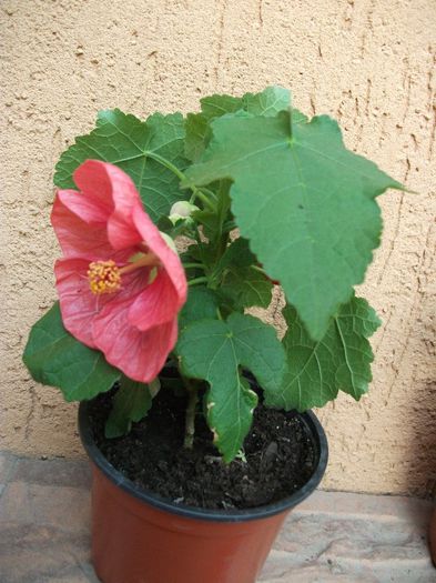 101 - Abutilon