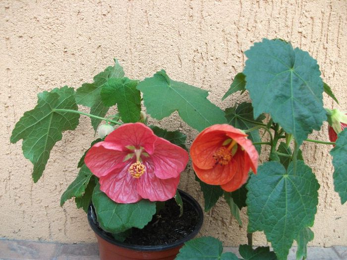 102 - Abutilon