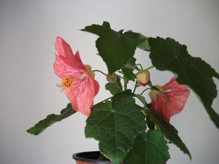 103 - Abutilon