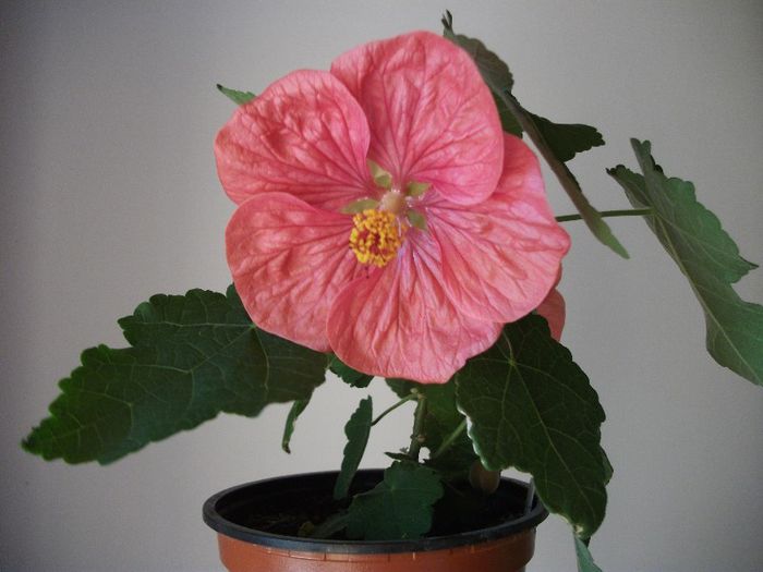 105 - Abutilon