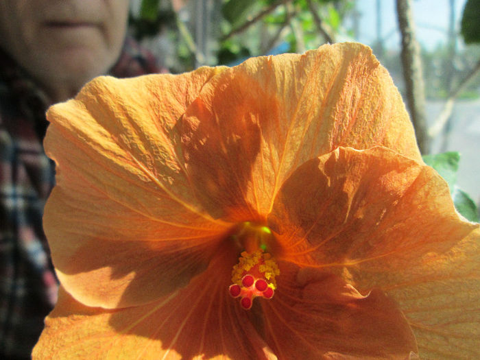 hibiscus 2 - flori de mai 2013