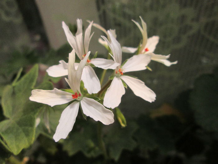 muscata - flori de mai 2013