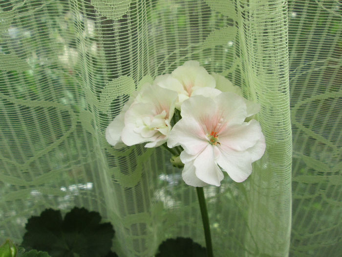 muscata - flori de mai 2013