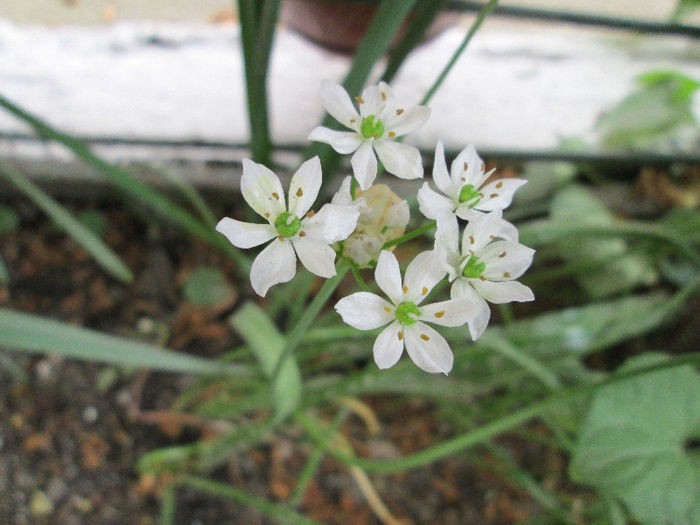 allium tuberosum - flori de mai 2013