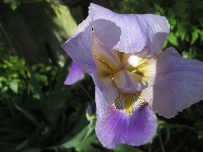 iris - flori de mai 2013