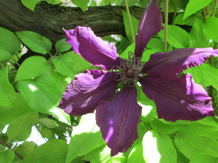 clematis - flori de mai 2013